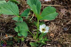 Fragaria x ananassa (2)